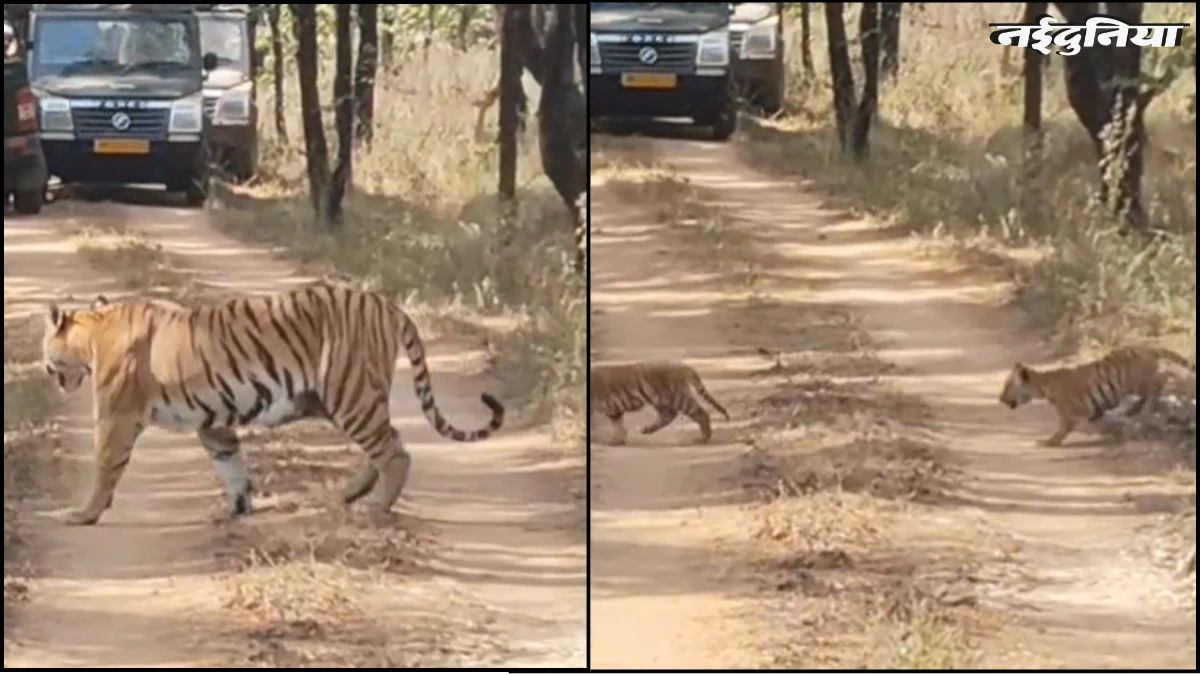 सिवनी में दिखा दुर्लभ नजारा... पांच शावकों के साथ दिखी 'जुगनी' बाघिन, पर्यटक हुए प्रफुल्लित, Video वायरल