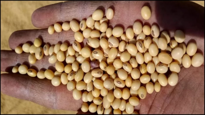 भावांतर योजना का कमाल... मंडी में सोयाबीन की रिकॉर्ड आवक, किसानों को ₹1100 प्रति क्विंटल का लाभ