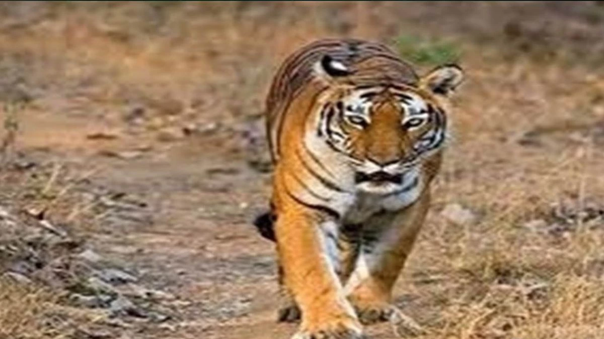 MP में 5 हजार करोड़ रुपये की लागत से बनेगा 625 किमी लंबा टाइगर टूरिज्म कारिडोर