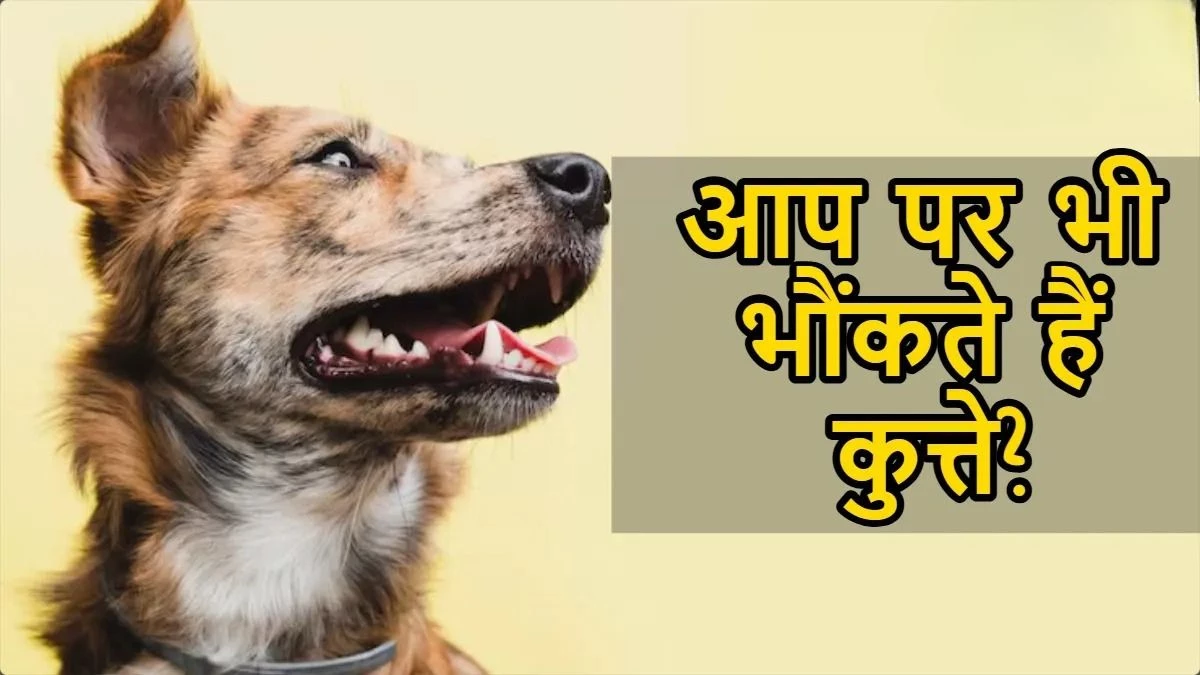शनि की दृष्टि या केतु का साया? कुत्तों के भौंकने के पीछे छिपे हैं 4 बड़े ज्योतिषीय रहस्य