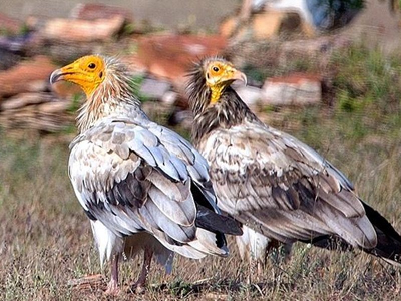 Egyptian Vulture White Vulture In Crisis Due To Trenching Ground Removed In Indore