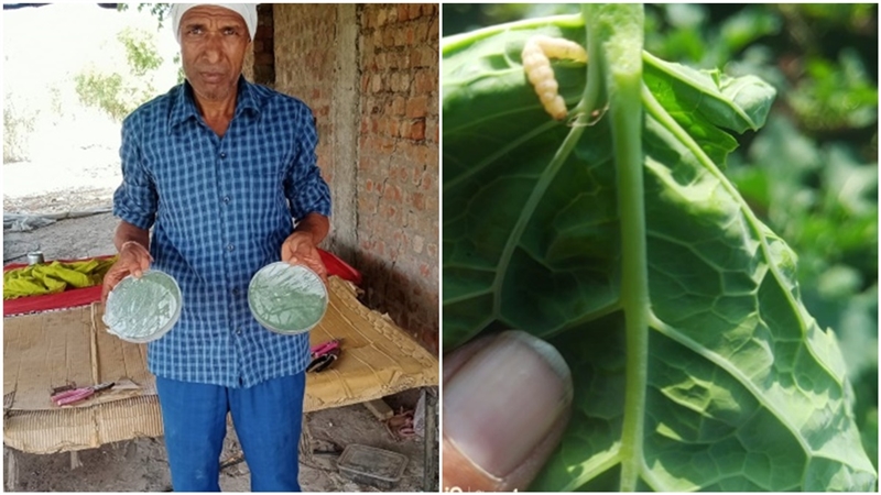 Bhopal News : खेत के कमरे में बनाई लैब बैक्टीरिया तैयार कर फसल को कर रहे कीट मुक्त - Bhopal News Lab made in the farm room making the crop insect free