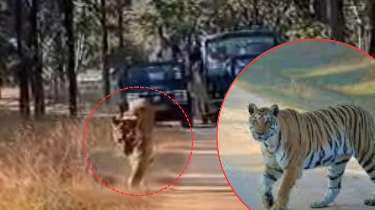 बेहद कमजोर हुई देश की सबसे उम्रदराज T20 ’लंगड़ी’ बाघिन, अपनी बहन कॉलरवाली का तोड़ा रिकॉर्ड; बढ़ी पेंच प्रबंधन की चिंता