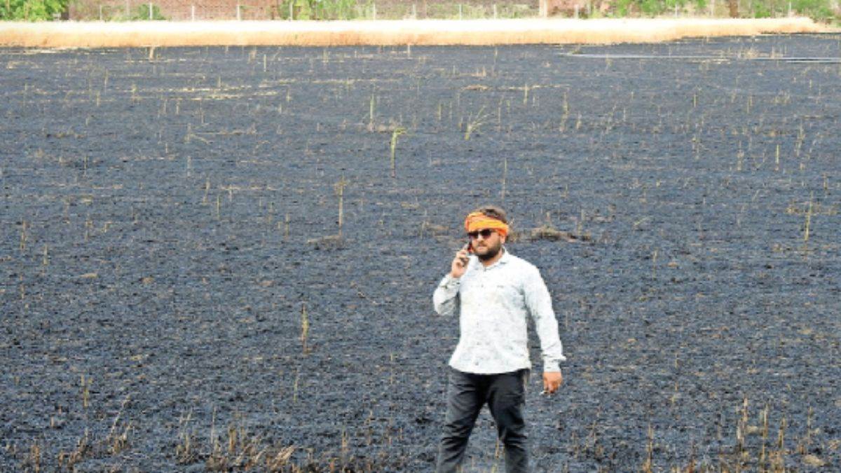 बिजली के पोल से गिरी चिंगारी ने 12 एकड़ में खड़ी गेहूं की फसल को किया राख, किसान बोला- बस दो घंटे बाद ही कटने वाली थी