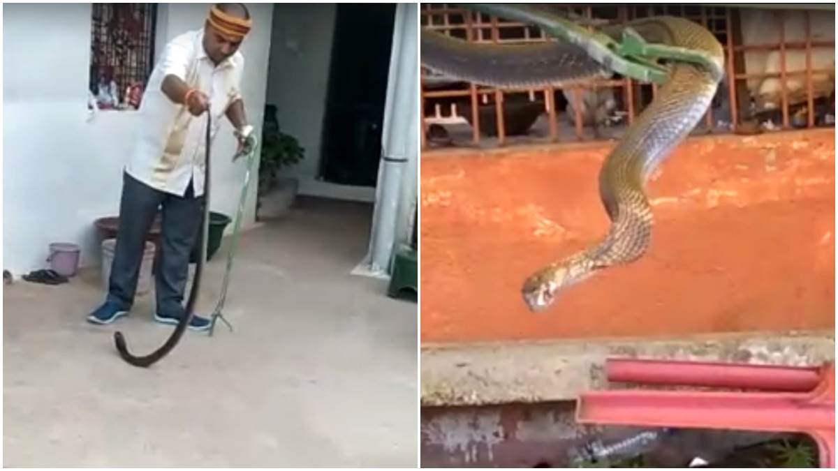 Cobra In Jabalpur जबलपुर में काेबरा प्रजाति के सांपों को देख महिलाएं