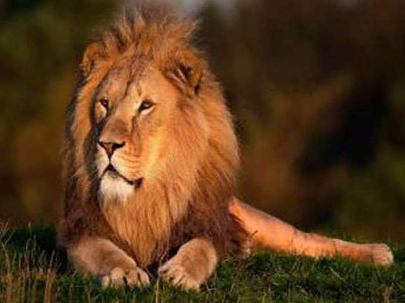 229800 Lion Stock Photos Pictures  RoyaltyFree Images  iStock  Lion  roar Lion face Tiger