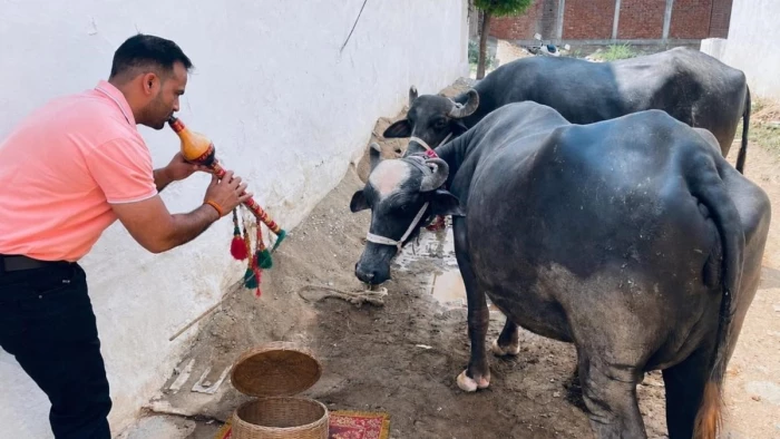 MP में 'भैंस के आगे बीन' बजाकर संविदा स्वास्थ्य कर्मचारियों का अनोखा प्रदर्शन, स्वास्थ्य सेवाएं प्रभावित, मरीजों की बढ़ीं मुश्किलें