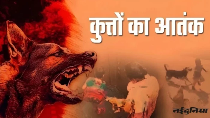 ग्वालियर में आवारा कुत्तों का आतंक, रोज 200 लोगों को बना रहे शिकार, स्टोर में सिर्फ 125 रेबीज इंजेक्शन