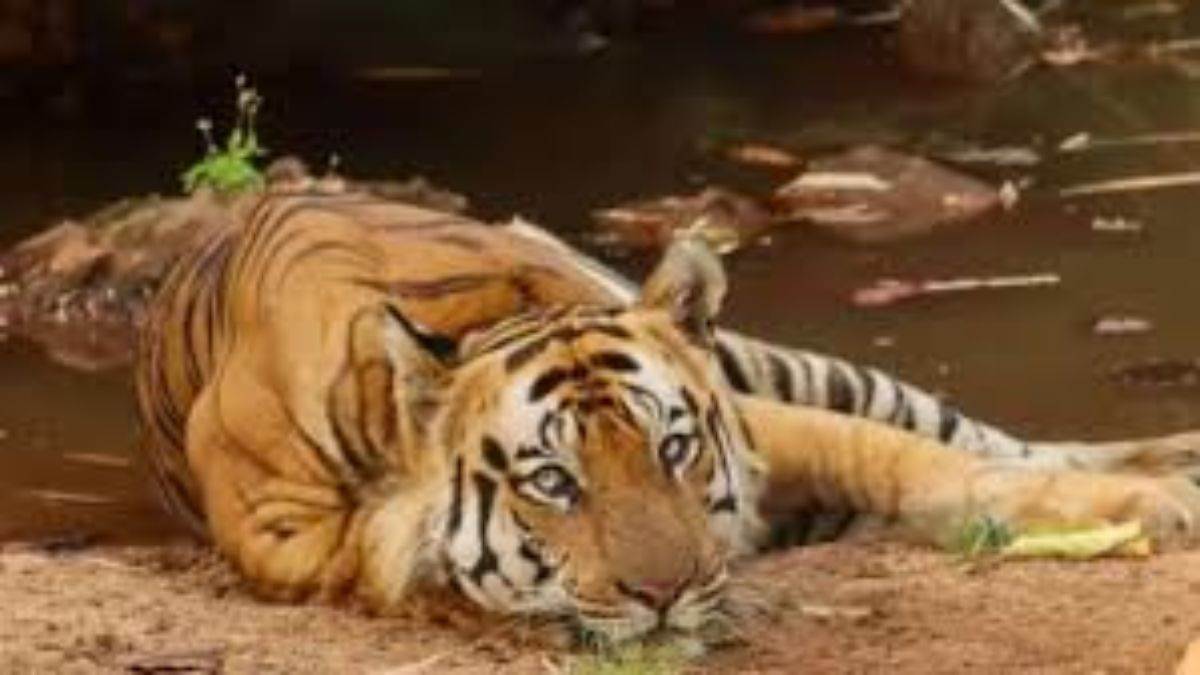 कान्हा रिजर्व में 6 बाघों की मौत के बाद एक्शन, वायरस रोकने के लिए 169 गांवों में कुत्तों को दिया जा रहा बूस्टर डोज