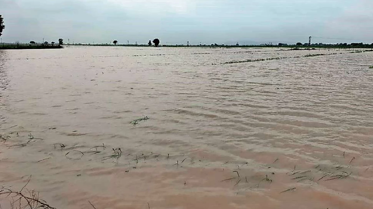अब किसानों के लिए आफत बनी बारिश... खेतों में पानी भरने से सैकड़ों बीघा फसल जलमग्न