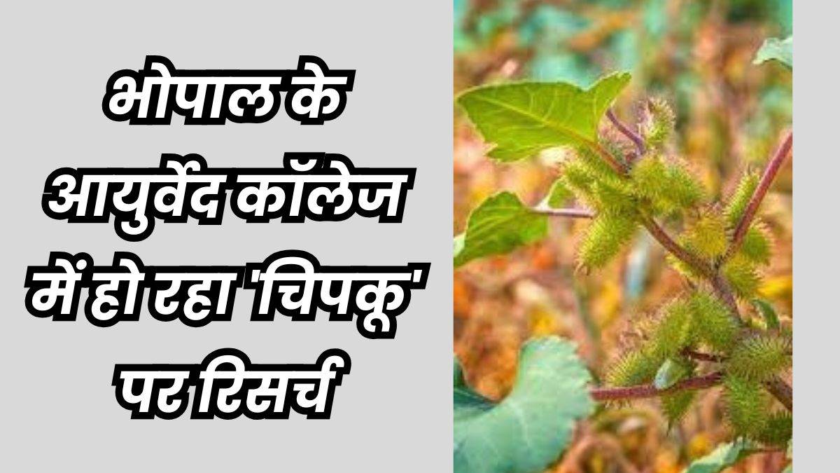 Tribal Traditional Medicine: आदिवासियों की परंपरागत औषधि टीबी और मूत्र रोगों में भी असरदार