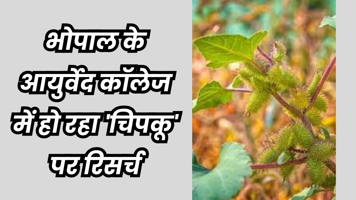 Tribal Traditional Medicine: आदिवासियों की परंपरागत औषधि टीबी और मूत्र रोगों में भी असरदार