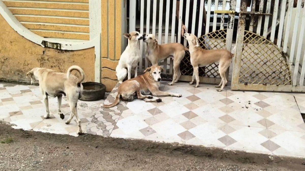 मंडला के बम्हनीबंजर में आवारा कुत्तों का आतंक, किसान पर हमला; 20-25 कुत्ते मंडराते रहते हैं दिनभर