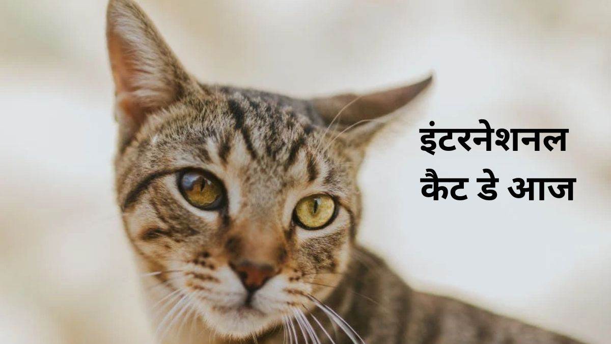 सुनने व देखने की अद्भुत क्षमता, जबलपुर में अलग-अलग नस्लों की अपनी खासियत है बिल्लियों की