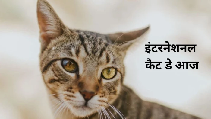 सुनने व देखने की अद्भुत क्षमता, जबलपुर में अलग-अलग नस्लों की अपनी खासियत है बिल्लियों की