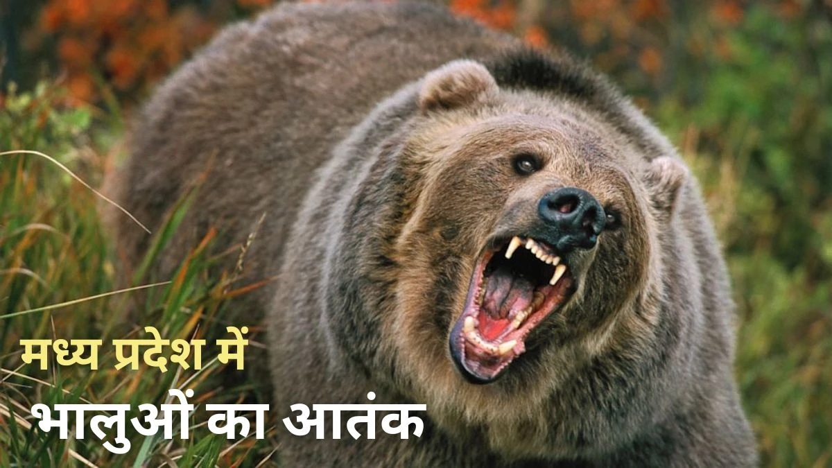 Bhalu ka Hamla: यूपी में सियार का आतंक, तो मध्य प्रदेश में भालू का भय… खाने की तलाश में घरों में घुस रहे