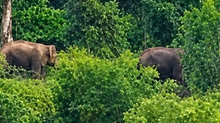 ढाई सौ किलोमीटर की हाथी चाल, उमरिया के बांधवगढ़ से प्रयागराज तक नया रास्ता
