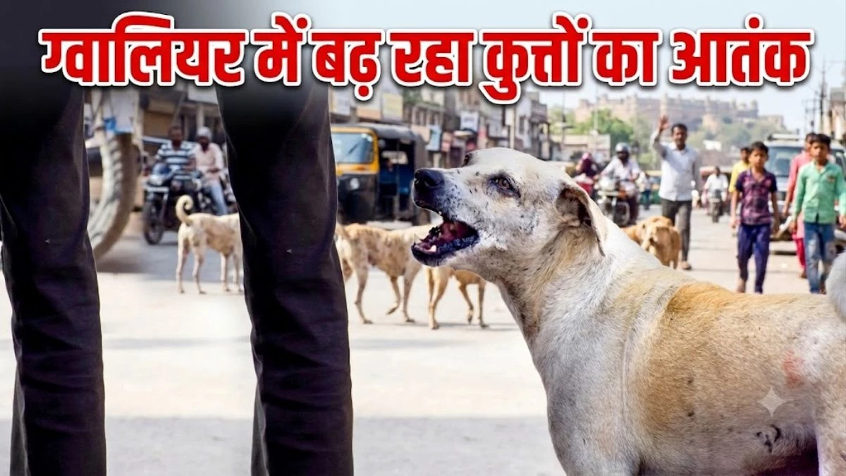 ग्वालियर में आवारा कुत्तों का आतंक, एक दिन में 189 लोगों को काटा, लोगों में दहशत