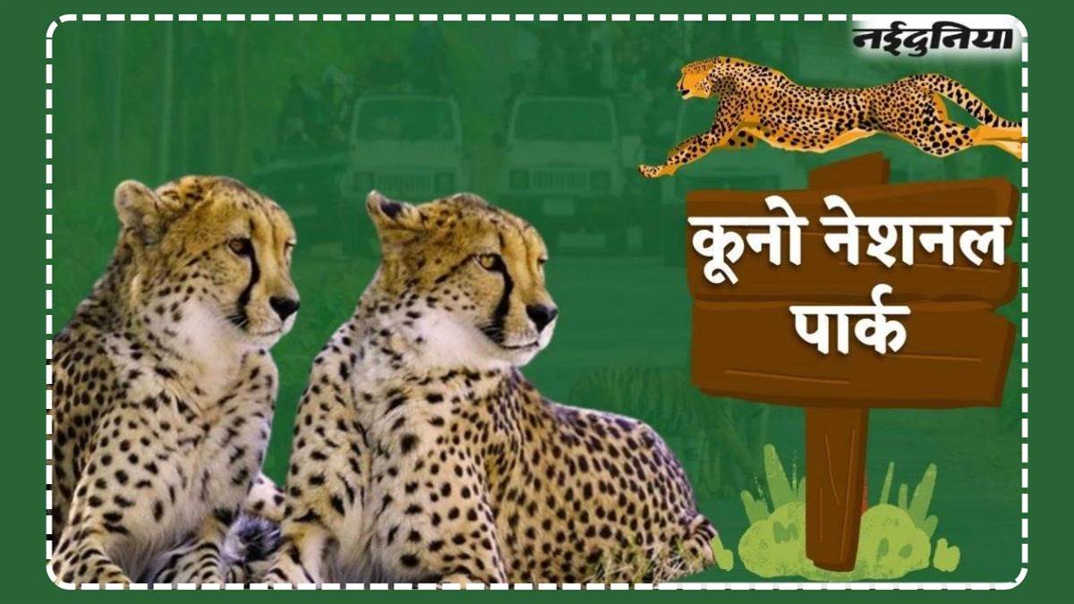 कूनो के कर्मचारियों को 20 माह से नहीं मिला 'चीता भत्ता', बजट की कमी से स्टाफ में आक्रोश; उठे सवाल