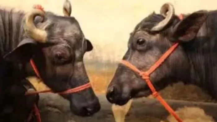 कप्तान साहब...हमारा 'मुन्ना' चोरी हो गया, उसे वापस दिला दीजिए, भैंसे के लिए पूरे गांव ने पुलिस अधीक्षक से लगाई गुहार