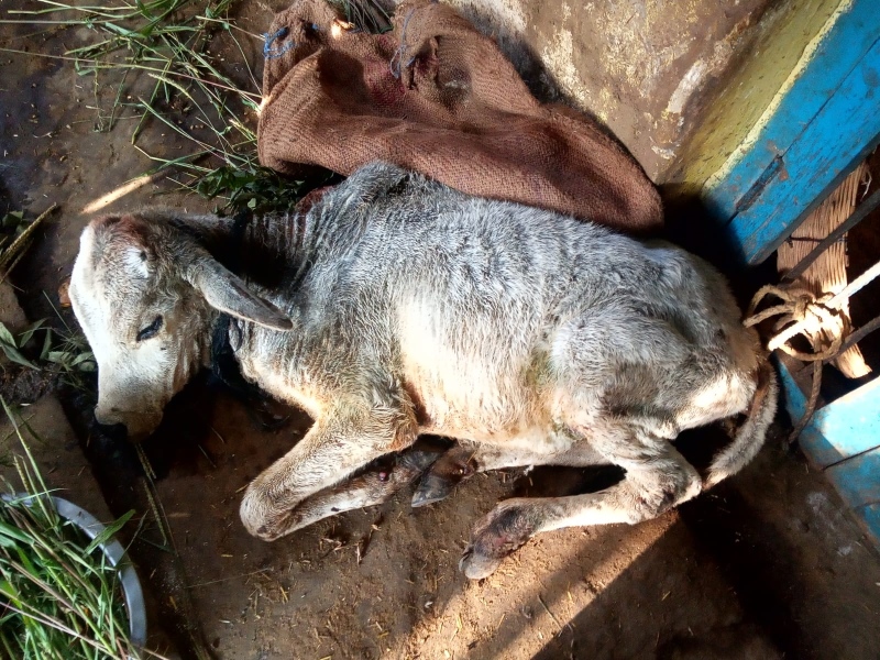 Lumpi in MP: रायसेन में बीमार बछड़े की मौत लंपी प्रकोप की आशंका पशुपालक  भयभीत - Lumpi in MP Death of a sick calf in Raisen fear of lumpi outbreak animal  husbandry