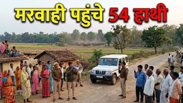 मरवाही के जंगलों में 54 हाथियों के दल की दस्तक, वन विभागाें ने गांवों में मुनादी कराई