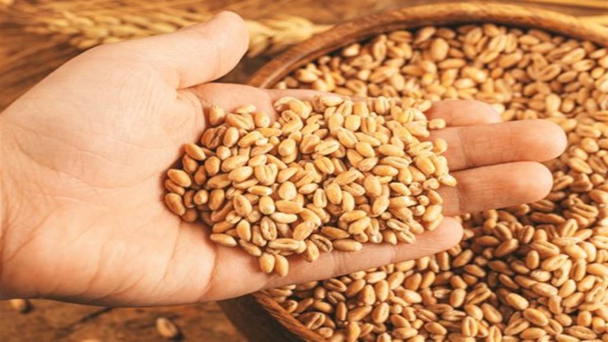 Indore Mandi Bhav: राजस्थान में चना-गेहूं का रकबा बढ़ने की उम्मीद, गेहूं-आटे के दाम तेज - Indore Mandi Bhav Wheat flour prices rise