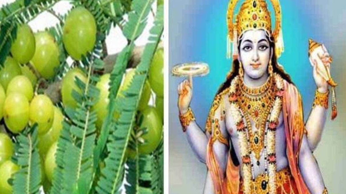 Amla Navami Date Time 2024: रवि तथा शिव वास योग में 10 नवंबर को मनेगी आंवला नवमी… जानिए शुभ मुहूर्त, व्रत, पूजा विधि समेत सब कुछ