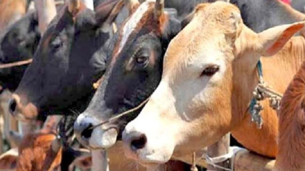 बूचड़ खाने से 400 किलो Beef, बुरहानपुर में 3 थानों की पुलिस की कार्रवाई, काटे गए दो बैलों के अवशेष भी मिले