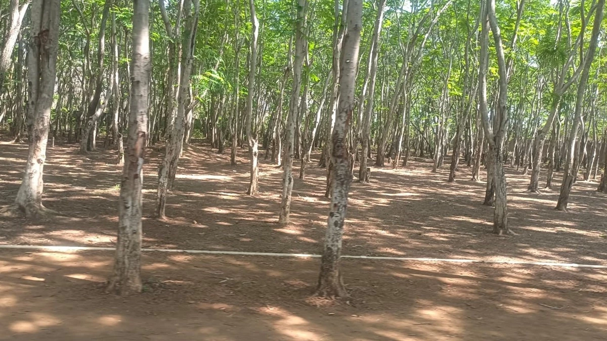 हरियाली ऐसी कि नाम ही पड़ गया ग्रीन टनल, अब सुकून से बैठ सकेंगे पर्यटक,  सीमेंट की कुर्सी के साथ बढ़ाई जाएगा सुविधाएं