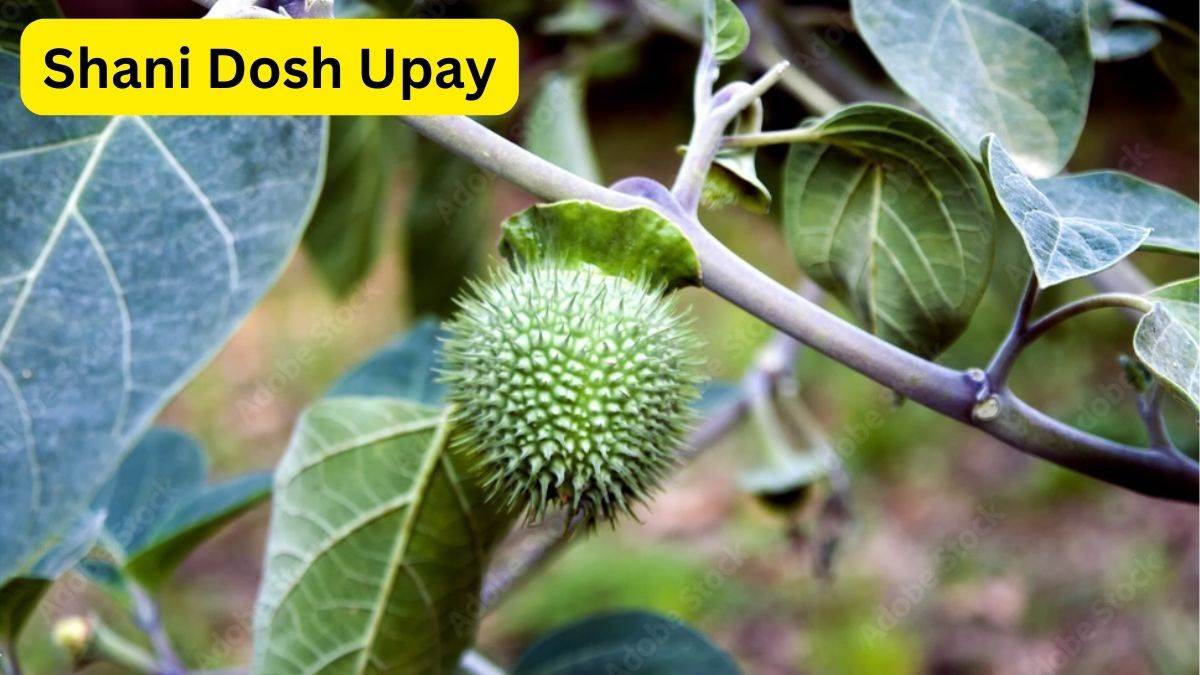 Shani Dosh Upay कुंडली में शनि दोष है तो शनिवार को करें धतूरे की जड़