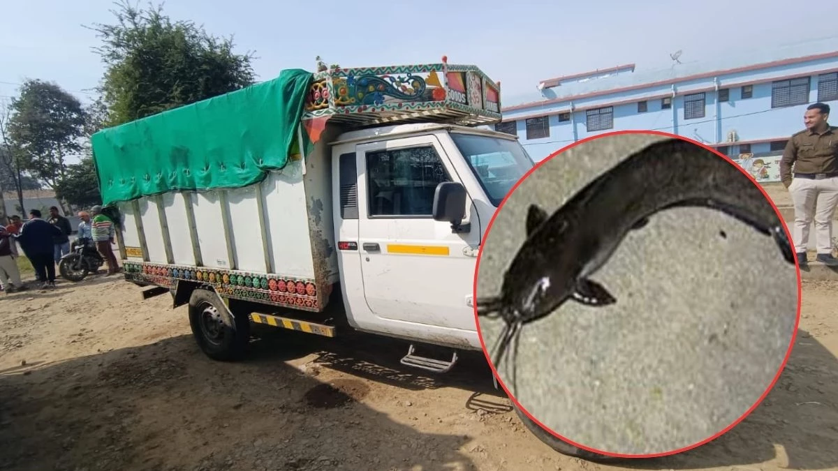 MP News: नरसिंहपुर में 3 टन प्रतिबंधित थाईलैंड मांगुर मछली जब्त