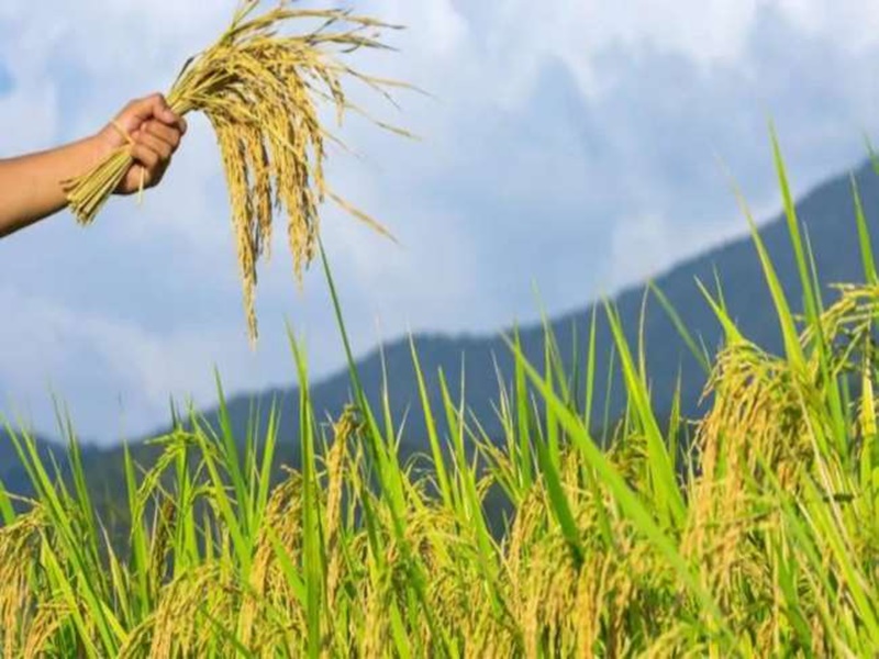 मध्‍य प्रदेश में किसानों को एक साथ मिलेगा खरीफ और रबी फसल का बीमा