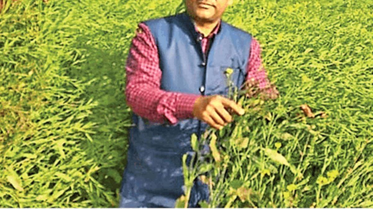 Mustard Crop मध्य प्रदेश में सरसों के फूलों का रस चूस रहा माहू कीट