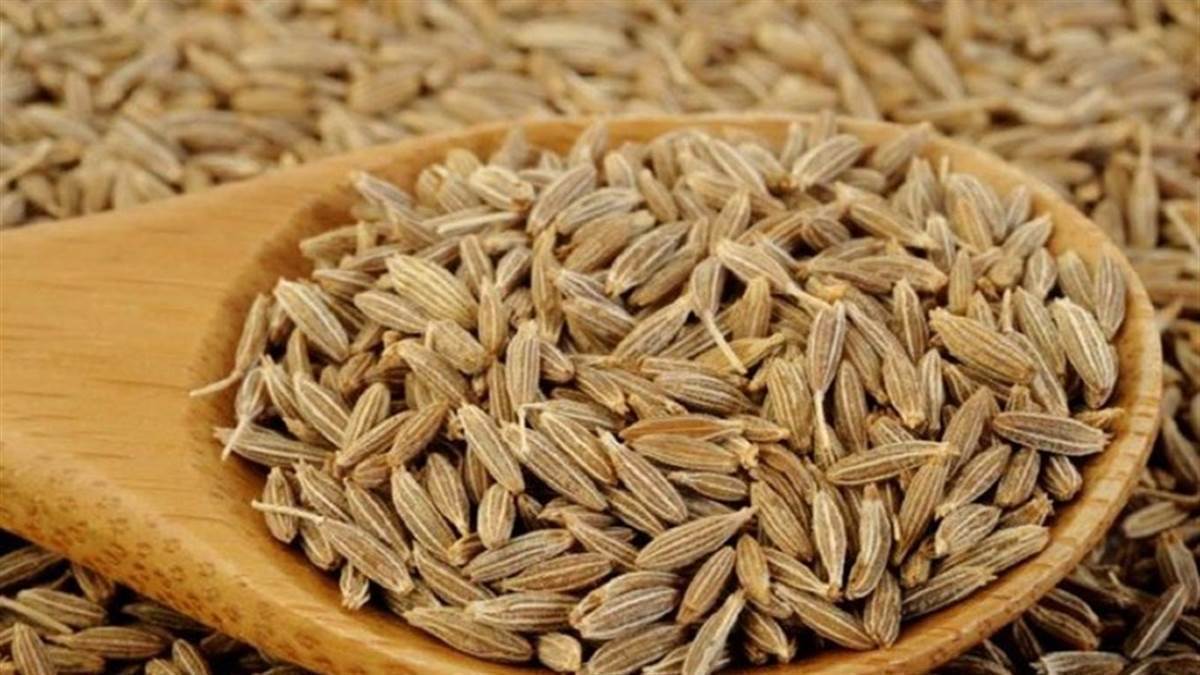 Indore Kirana Bazar Price: भारतीय जीरे के दाम गिरने से विदेशी खरीदार लेने लगे रुचि