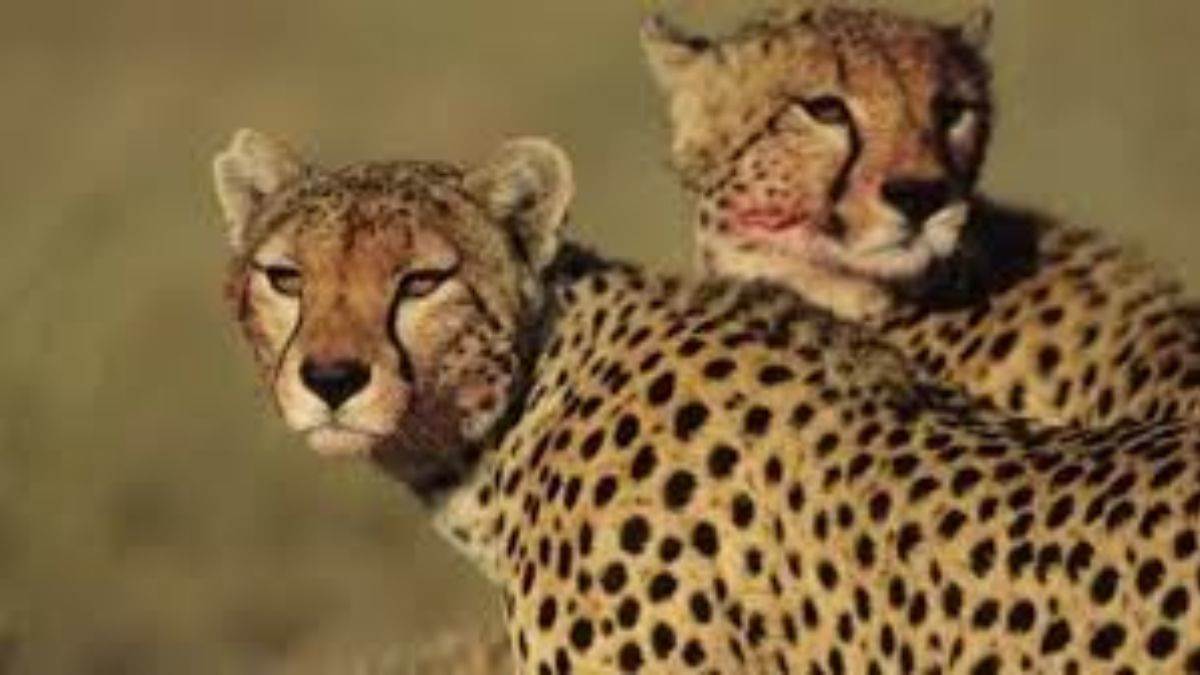 कूनो में तेंदुए का कहर, ग्रामीणों का फूटा गुस्सा, हाइवे पर रखी मरी गाय, दो घंटे जाम रहा कराहल-पोहरी मार्ग