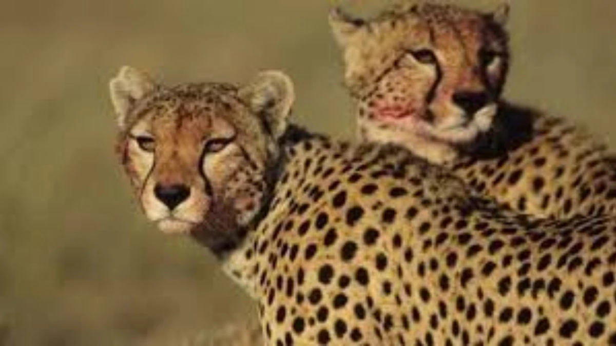 कूनो में तेंदुए का कहर, ग्रामीणों का फूटा गुस्सा, हाइवे पर रखी मरी गाय, दो घंटे जाम रहा कराहल-पोहरी मार्ग