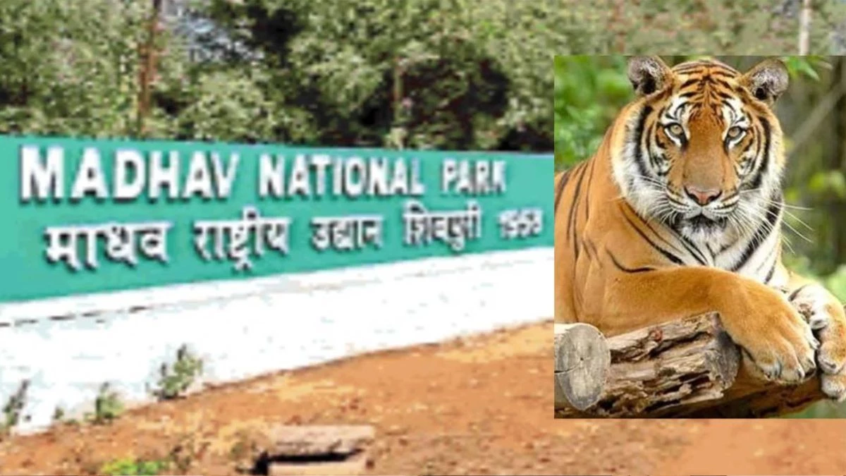 शिवपुरी के माधव नेशनल पार्क को मिला टाइगर रिजर्व का दर्जा, PM मोदी ने कहा- यह अद्भुत समाचार