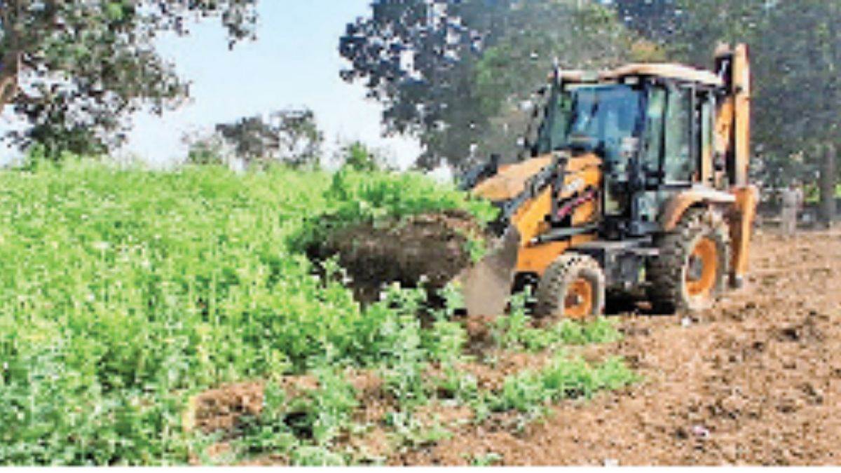 दुर्ग में आठ करोड़ की अफीम की खेती पर बुलडोजर एक्शन, ड्रोन से की जा रही निगरानी; BJP नेता सहित तीन गिरफ्तार