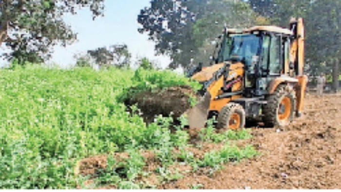 दुर्ग में आठ करोड़ की अफीम की खेती पर बुलडोजर एक्शन, ड्रोन से की जा रही निगरानी; BJP नेता सहित तीन गिरफ्तार