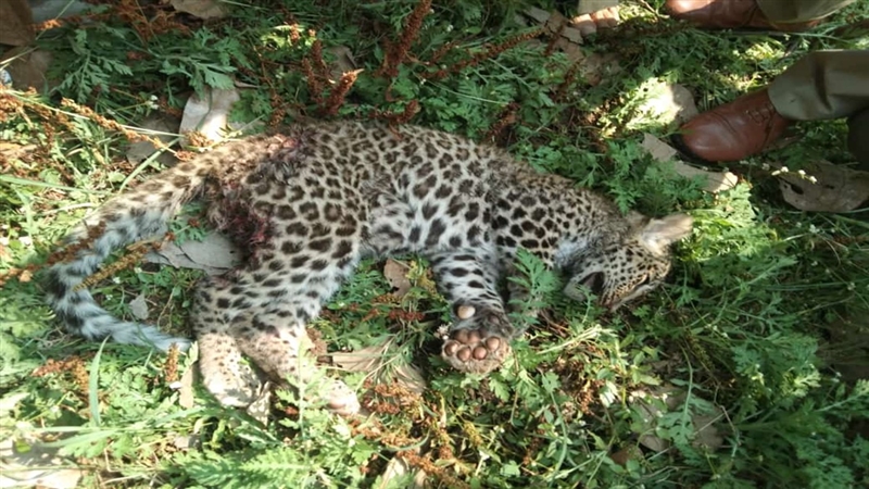 Seoni News : बंडोल के छीतापार से लगे जंगल में तेंदुआ शावक पर कुत्तों ने किया हमला, मौत