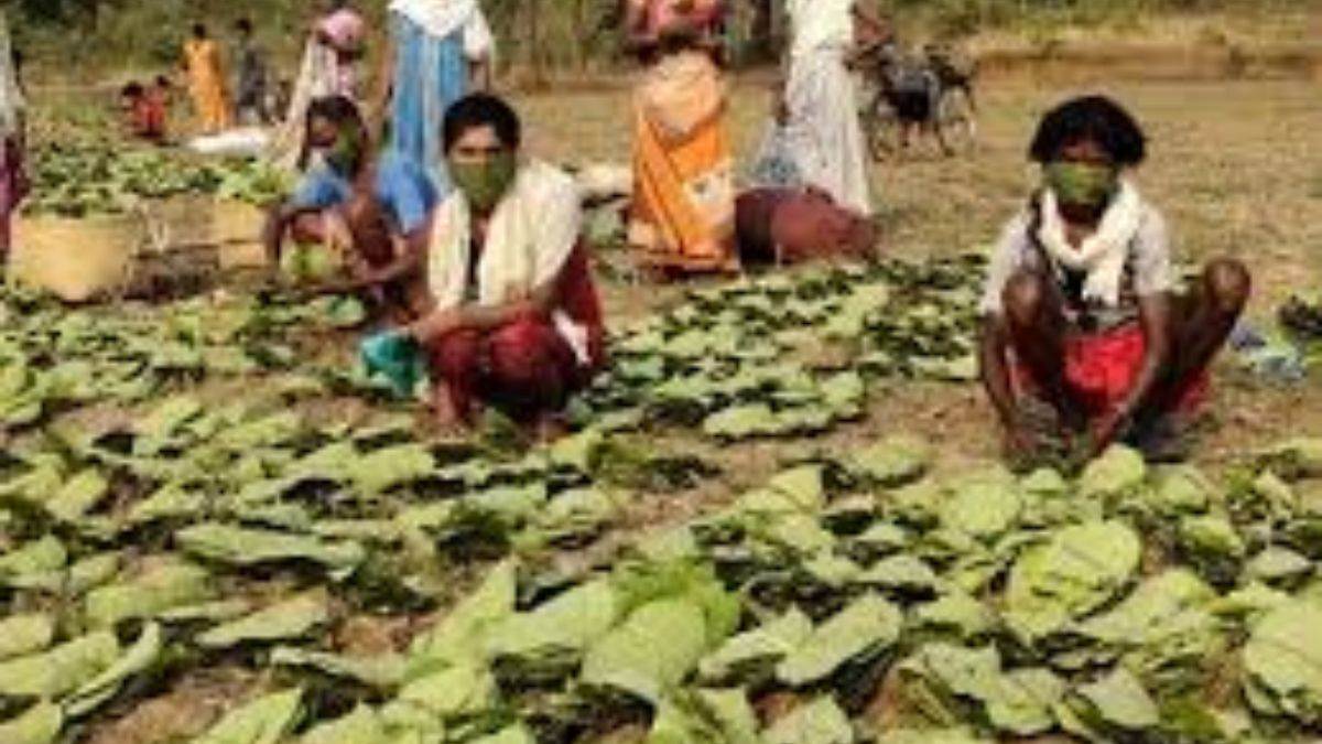 यूपी, पश्चिम बंगाल और आंध्र प्रदेश की फर्म खरीदेंगी धमतरी का तेंदूपत्ता