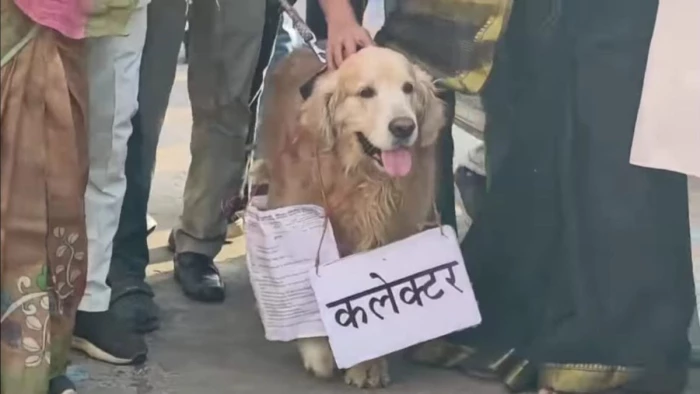 MP की सियासत में अनोखा विरोध, कलेक्टर नहीं आए तो उमंग सिंघार ने कुत्ते को सौंपा ज्ञापन; बोले- CM को बता देना