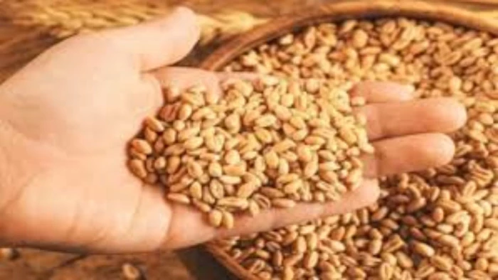 यूपी में MSP पर गेहूं बेचने के लिए फार्मर रजिस्ट्री अनिवार्य