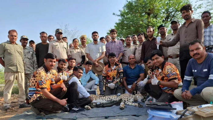 कूनो नेशनल पार्क: रणथंभौर से ट्रैंकुलाइज कर कूनो लाया गया चीता केएपी-12, कल सीएम दो चीतों को करेंगे आजाद