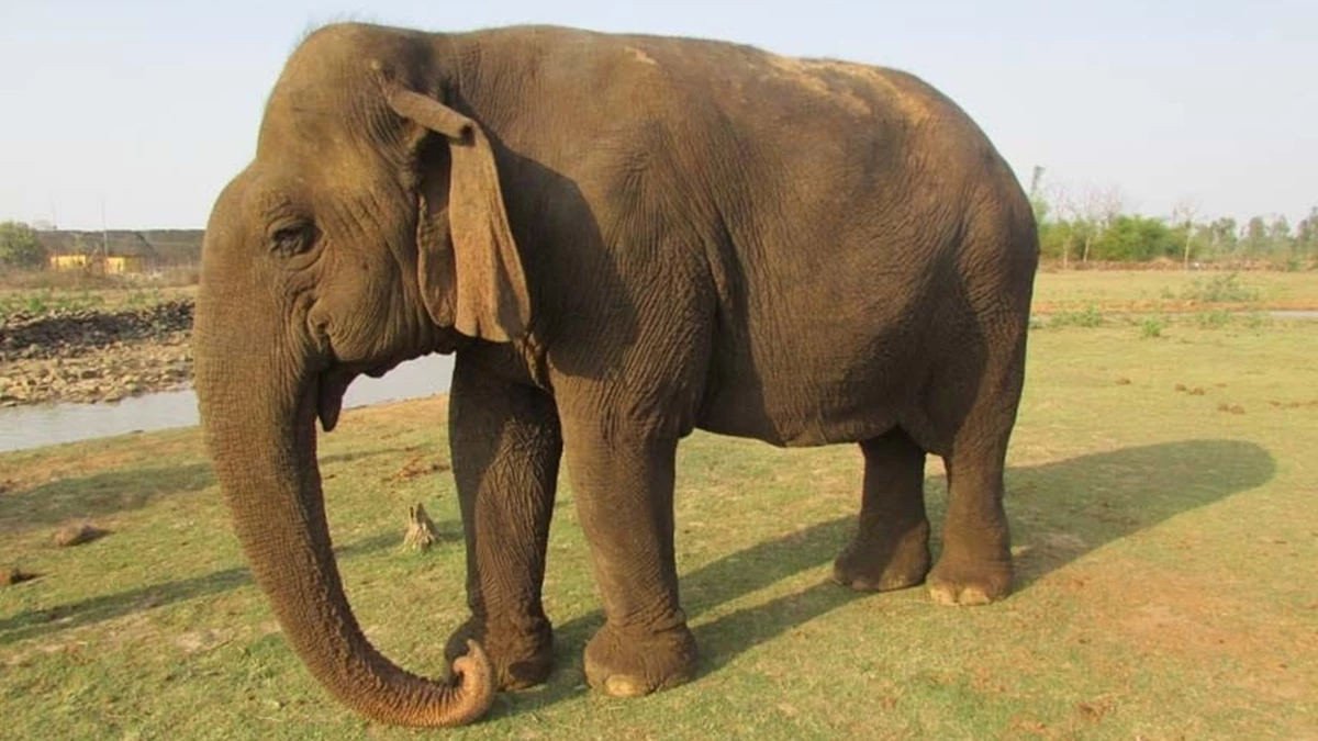 पन्ना टाइगर रिजर्व में 100 साल से ज्यादा की उम्र की हथिनी वत्सला नहीं रही