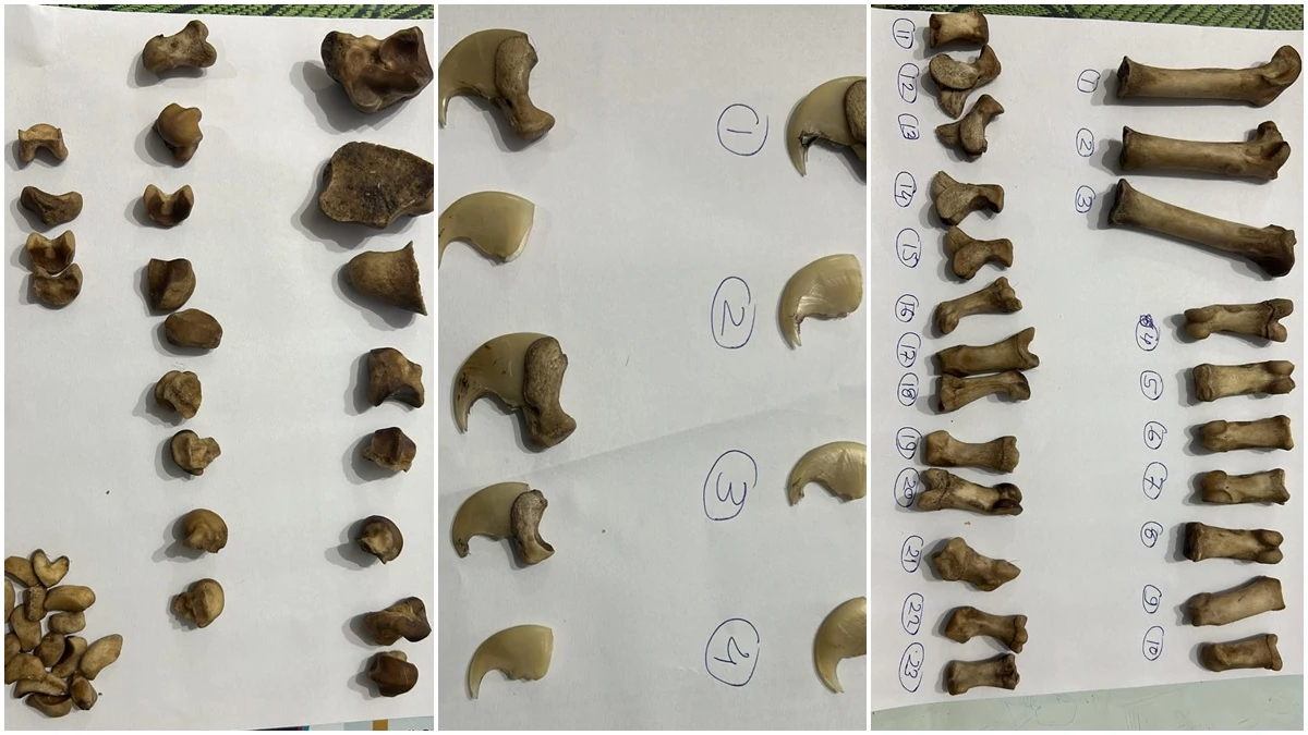 सिवनी में बाघ शावक का शिकार: नाखून-हड्डियां बेचने का प्रयास करने वालों को डीआरआई नागपुर ने दबोचा