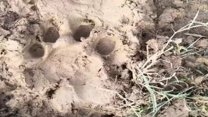 CG Tiger Pugmark: माचकोट परिक्षेत्र में मिले बाघ के पगचिन्ह, वन विभाग की टीम कर रही पीछा