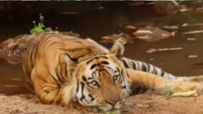 कान्हा में बाघों की मौत : दो हजार कुत्तों का वैक्सीनेशन, MP हाई कोर्ट ने सभी टाइगर रिजर्व की स्टेटस रिपोर्ट तलब की