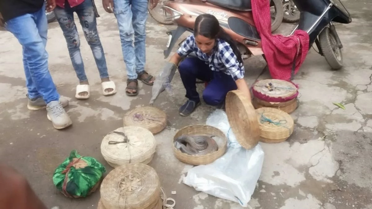 Cruelty to Animals: धागे से सिल दिया था मुंह, तोड़ दिए थे दांत, सपेरों ने नागों के साथ क्रूरता की हदें की पार